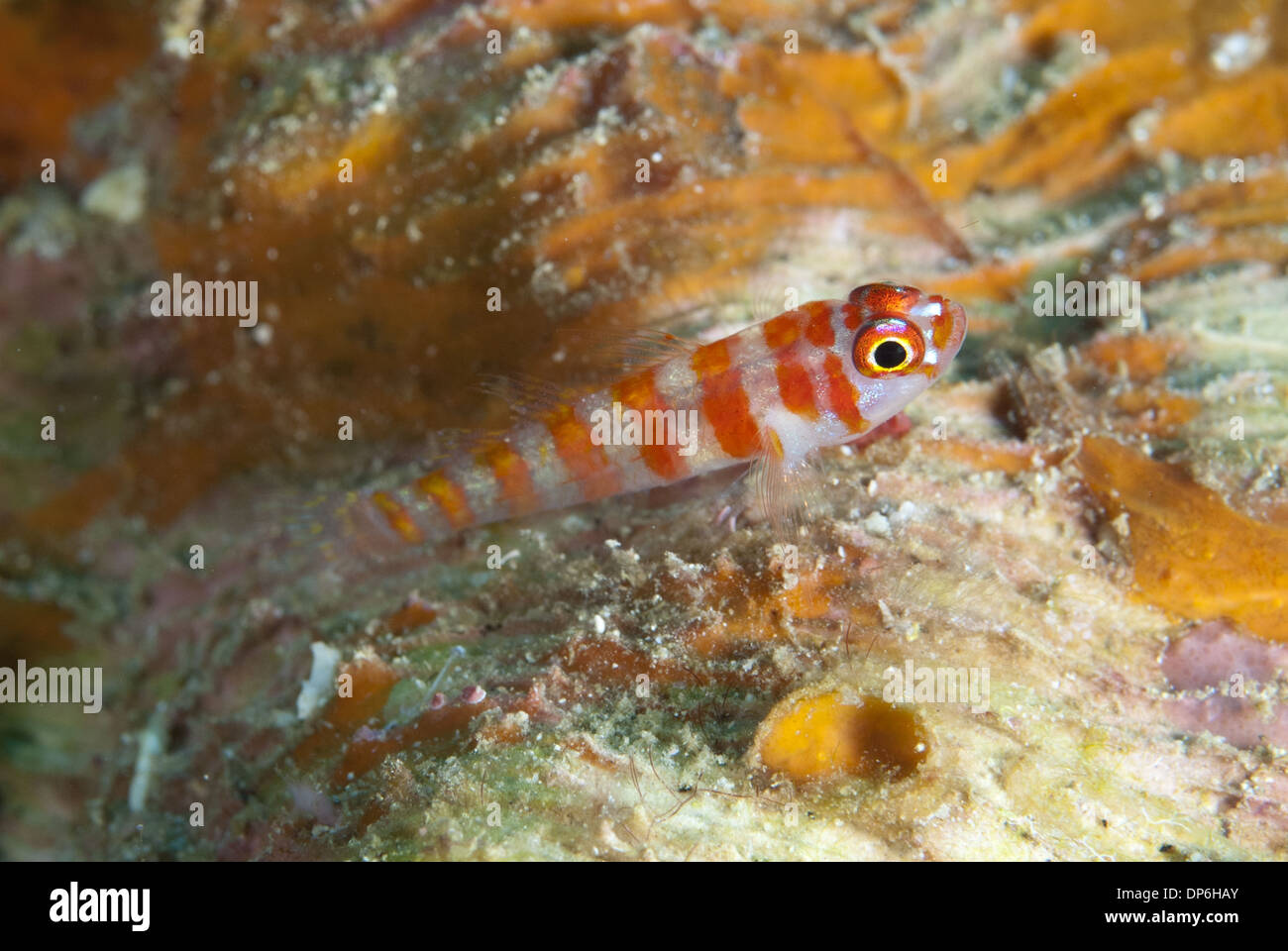 Candycane Dwarfgoby (Trimma cana) adulto, Lembeh Straits, Sulawesi, Sunda Islands, Indonesia, Giugno Foto Stock