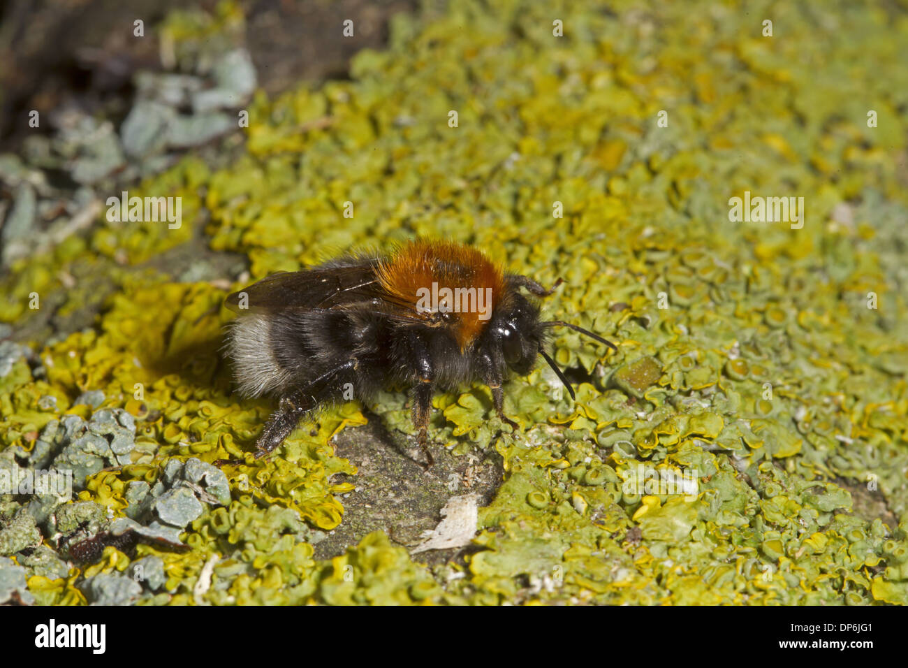 Tree Bumblebee (Bombus hypnorum) adulto, in appoggio sui licheni ramo coperti, Norfolk, Inghilterra, Giugno Foto Stock