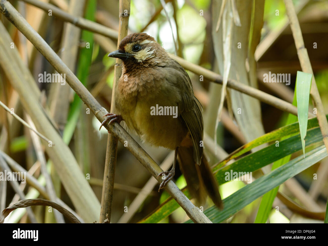 Bella bianco-browed Laughingthrush (Pterorhinus sannio) nella foresta thailandese Foto Stock