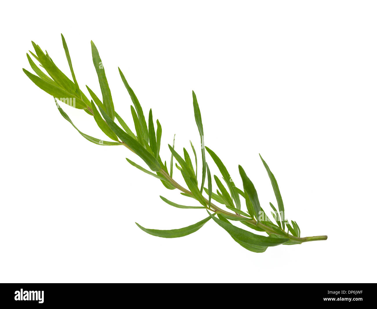 Le erbe fresche dragoncello Foto Stock