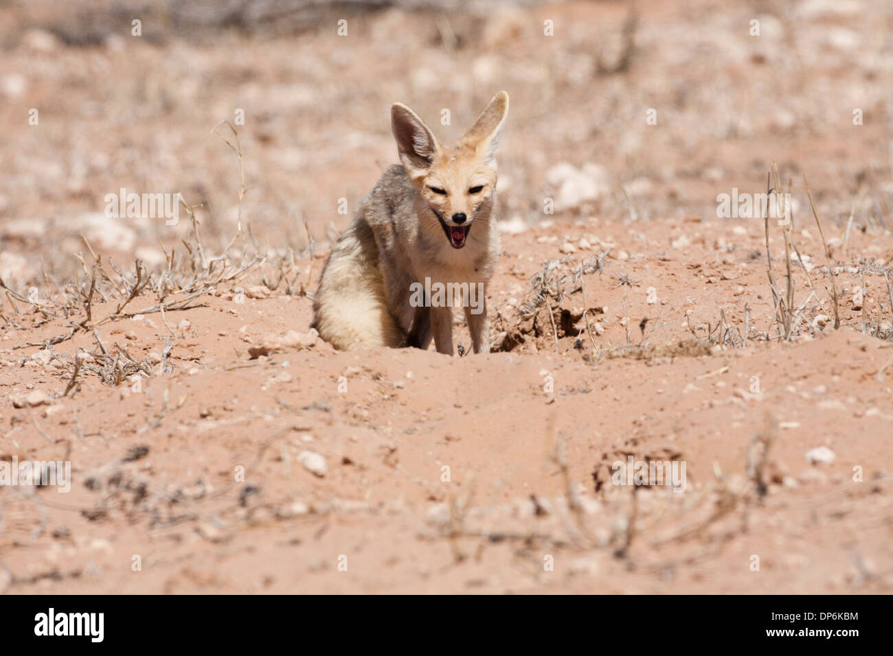 Capo volpe (vulpes vulpes chama) nel deserto del Kalahari, Sud Africa Foto Stock