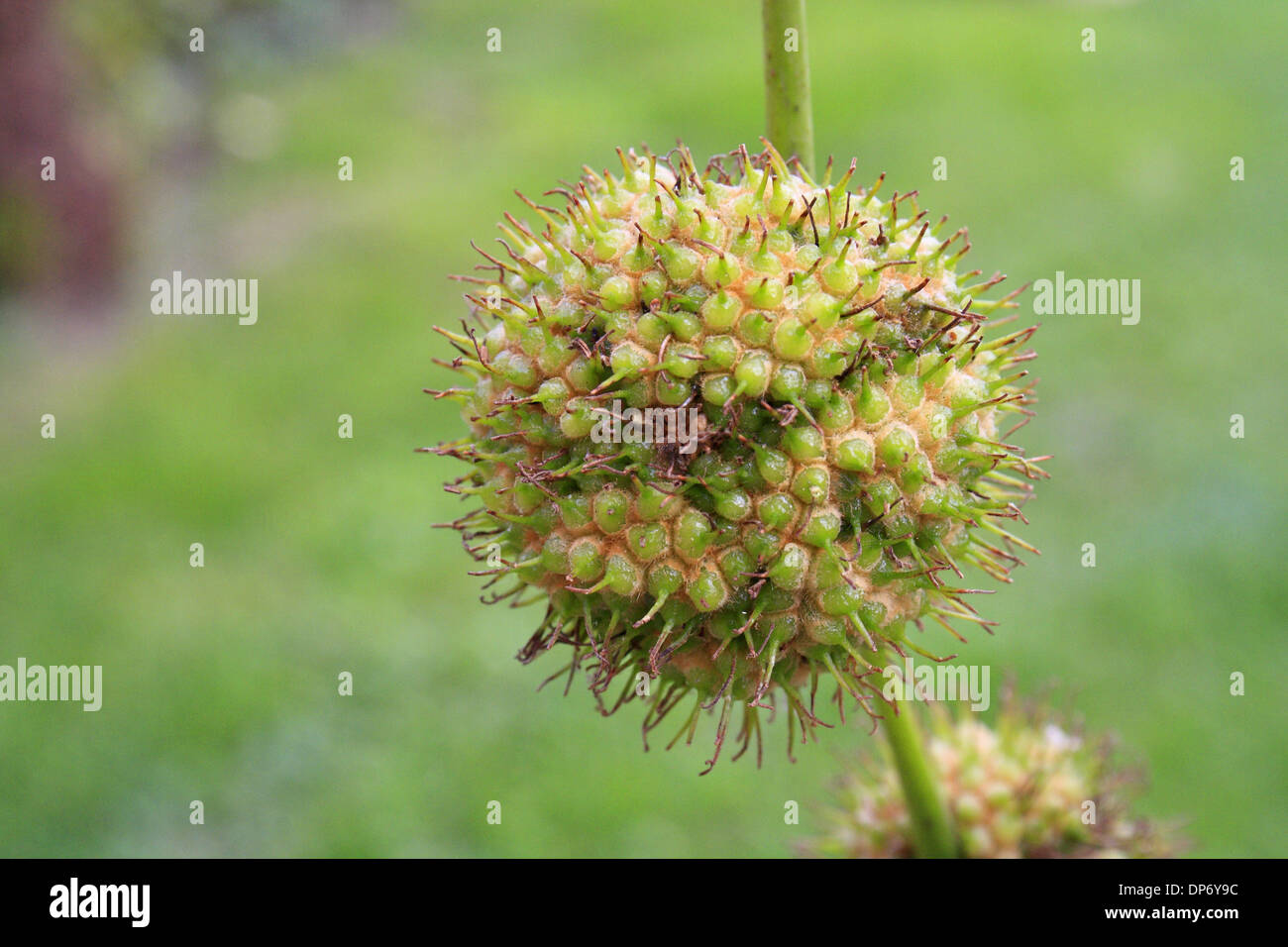 London piano (Platanus x hispanica) close-up di frutta in giardino, Suffolk, Inghilterra, Settembre Foto Stock