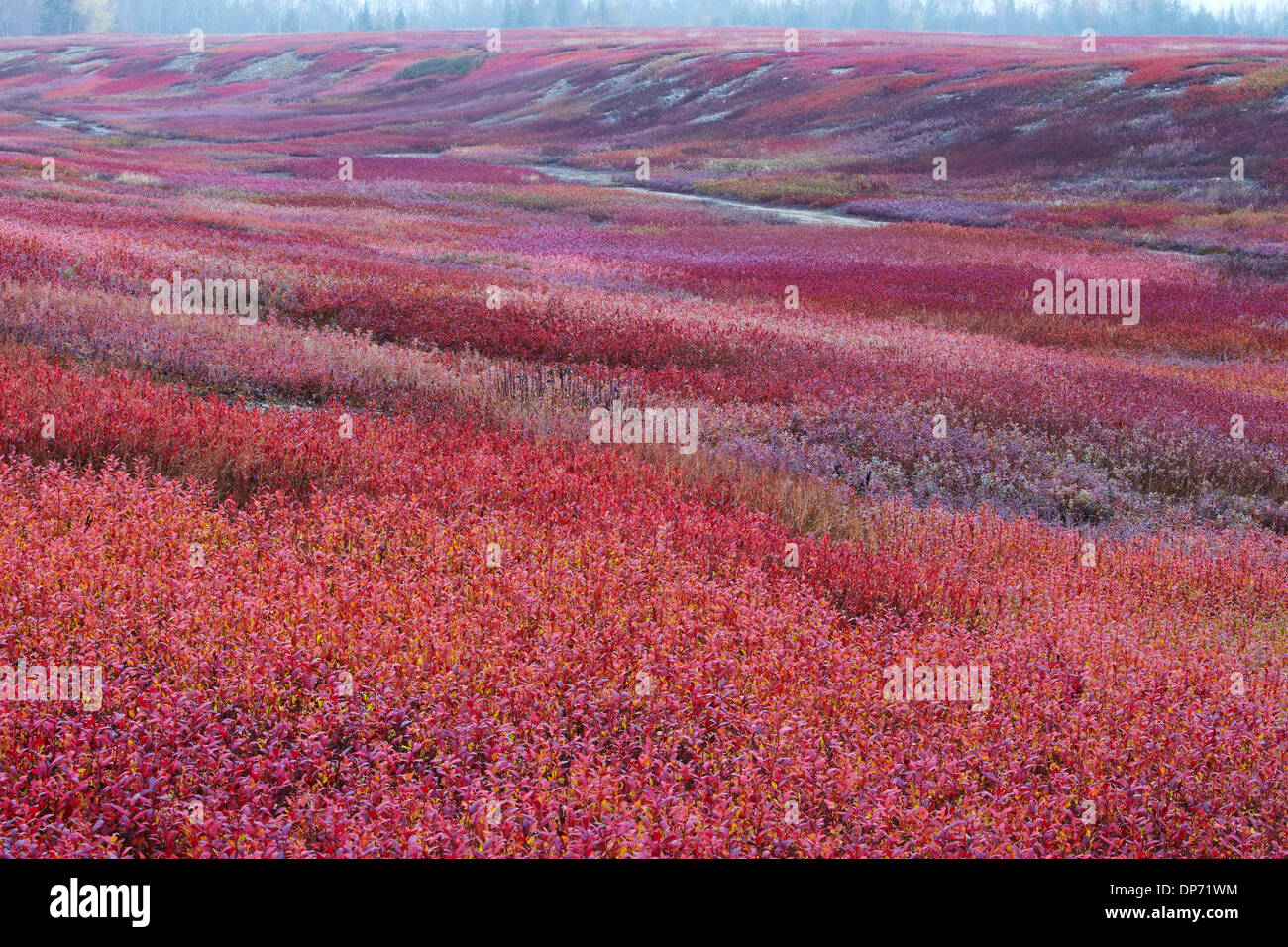 Foglie di mirtillo barrons nel Maine Foto Stock