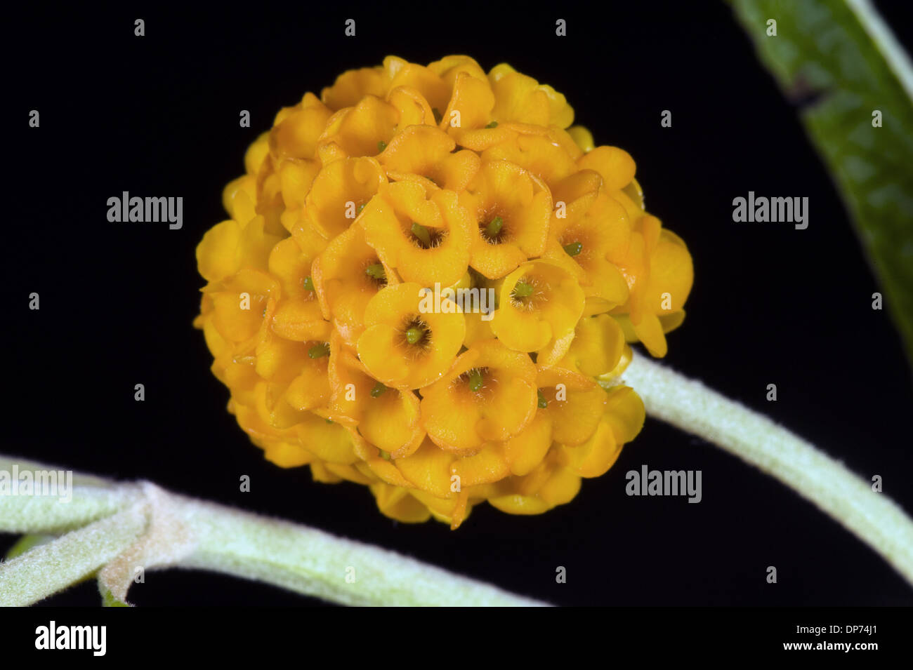 Sfera arancione, buddleja Buddleja glabosa, grande arbusto a fioritura Foto Stock