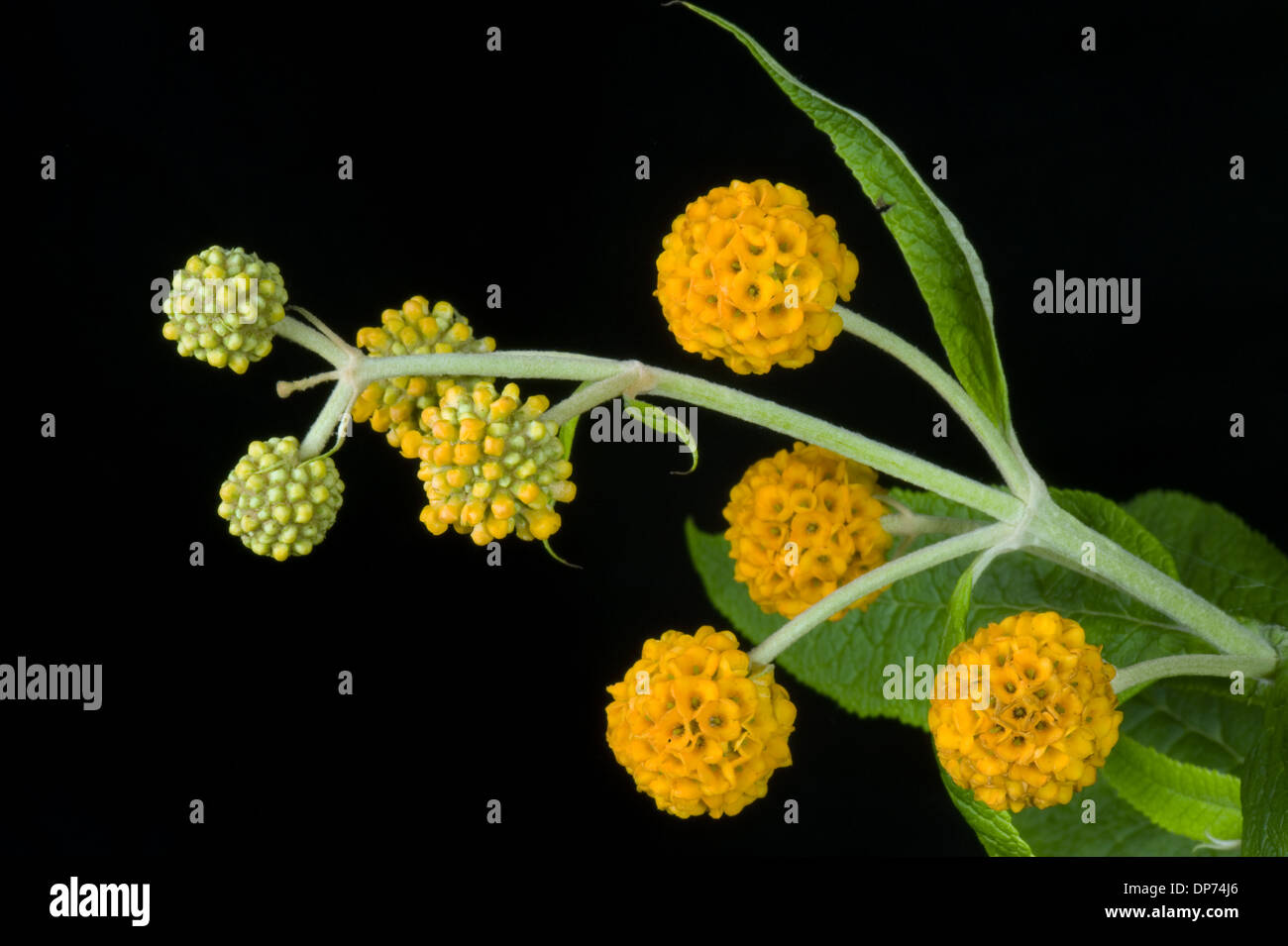 Sfera arancione, buddleja Buddleja glabosa, grande arbusto a fioritura Foto Stock