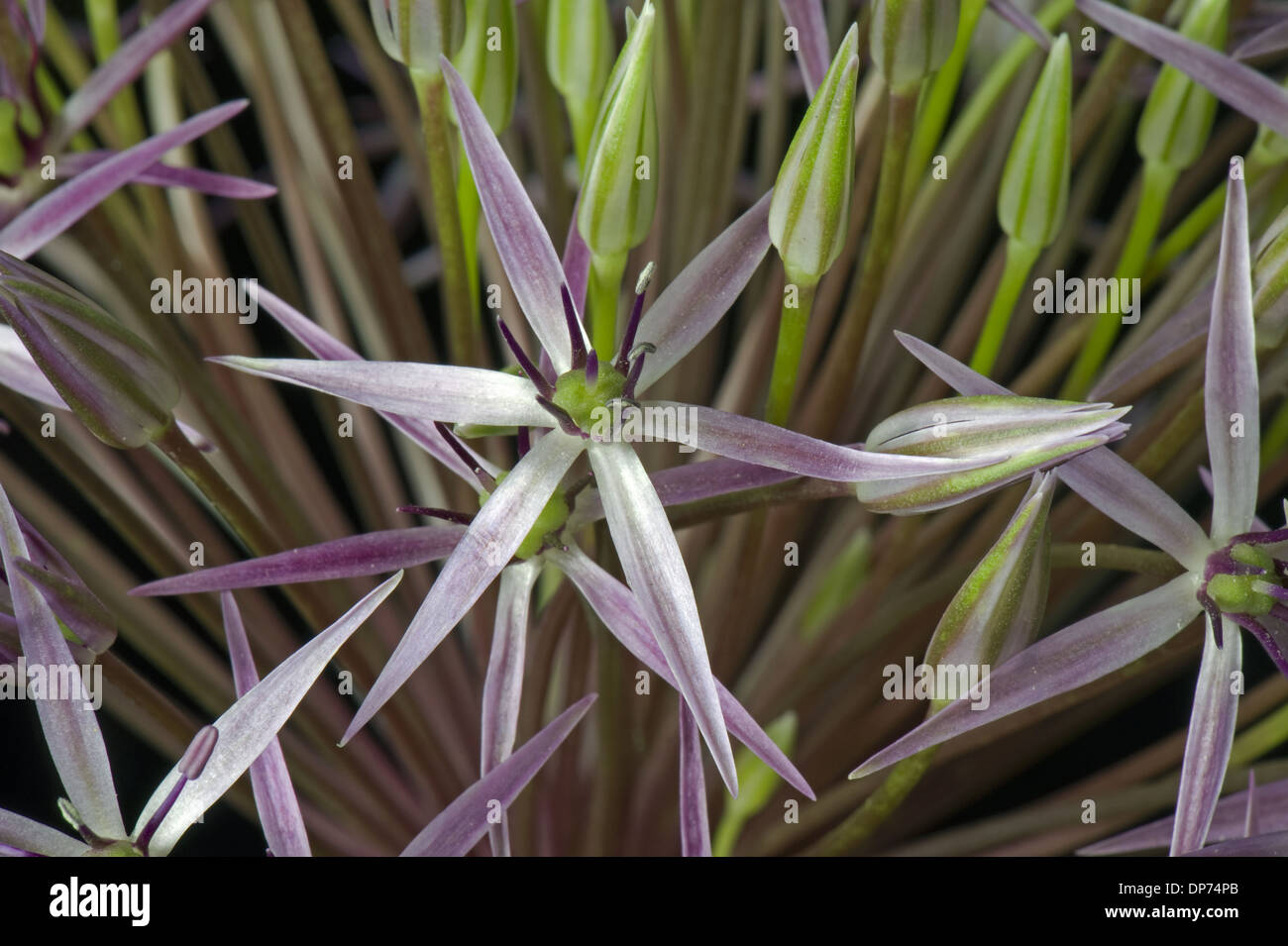 Stella della Persia, Allium cristophii, broccoli Foto Stock