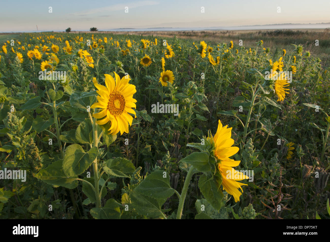 Girasole (Helianthus annuus) fioritura coperchio uccello raccolto sul campo headland paludi Elmley N.N.R. Isle of Sheppey Kent England Foto Stock