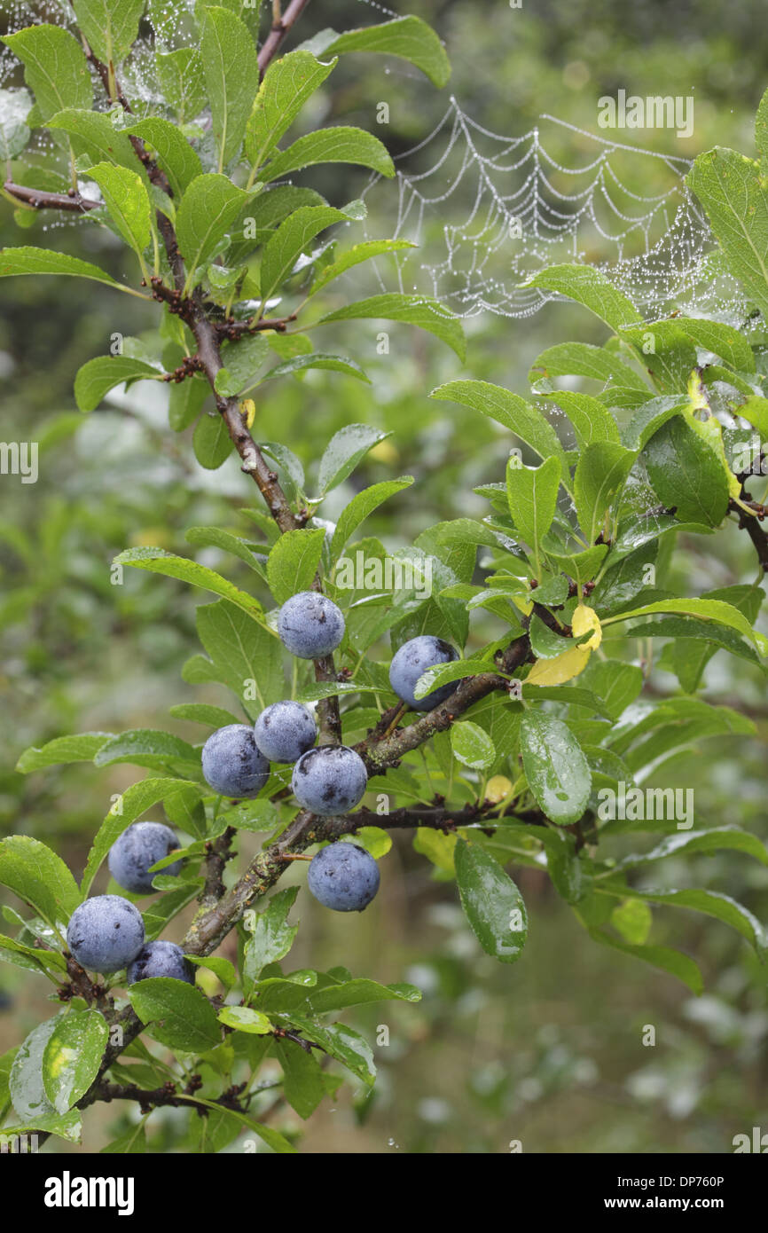 Prugnolo (Prunus spinosa) close-up di foglie e bacche crescente nella siepe con spider web West Yorkshire Inghilterra Ottobre Foto Stock