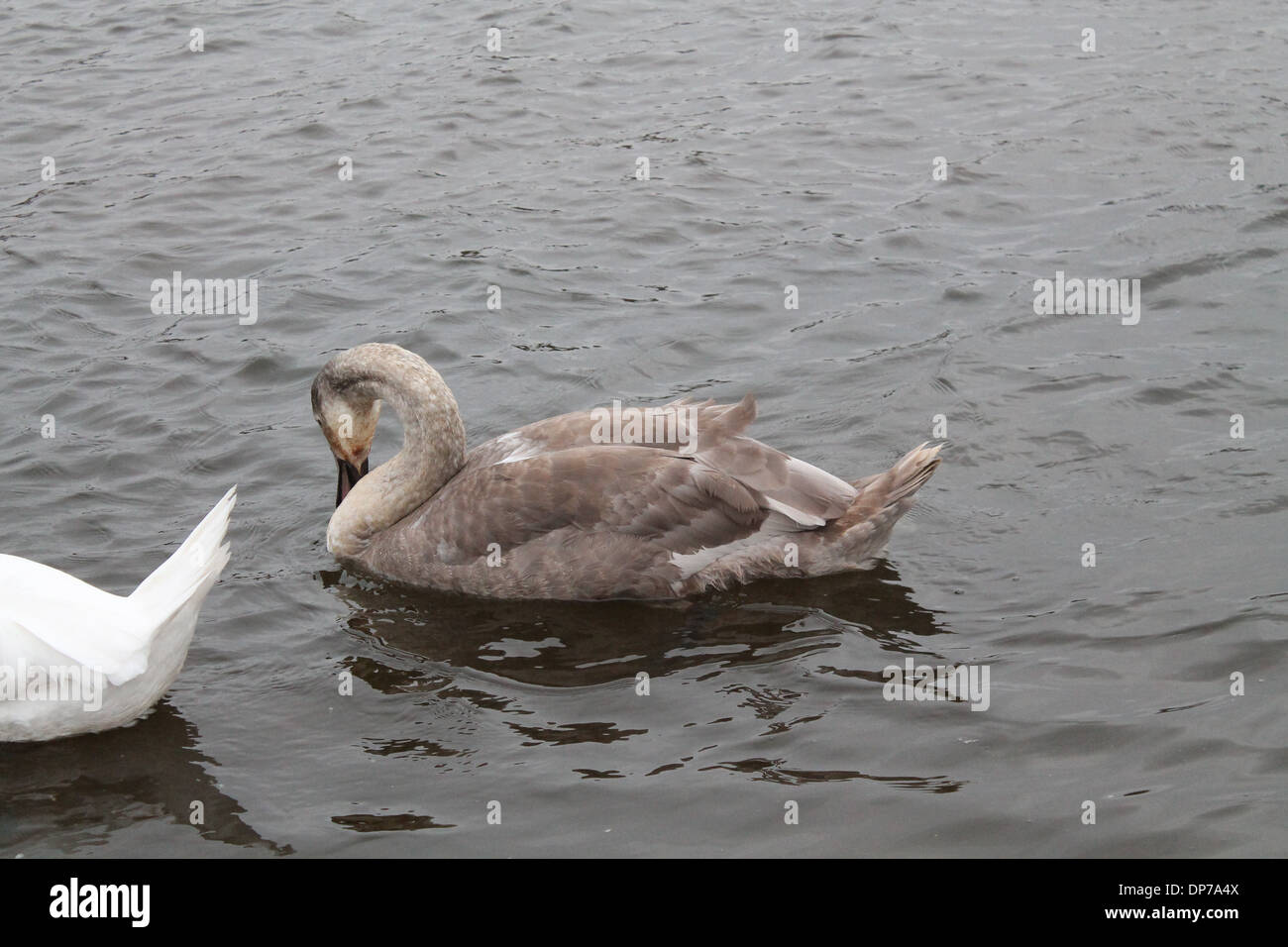 Cygnet grigio del Swan swing sulle onde Foto Stock