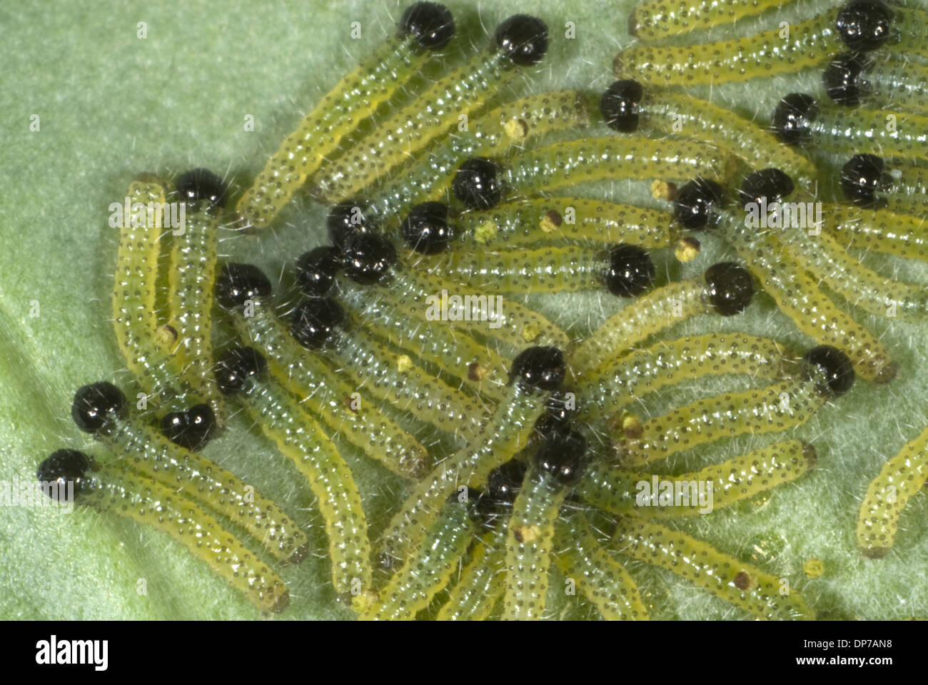 Grandi o cavolo bianco, butterfly Sarcococca brassicae, neonato bruchi alimentazione su una foglia di cavolo Foto Stock