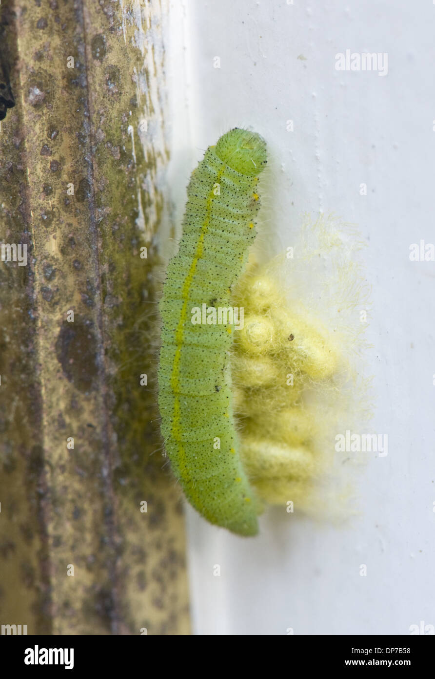 Una piccola farfalla bianca Sarcococca rapae parasitised caterpillar da un parassitoide wasp Cotesia glomerata. con il wasp bozzoli Foto Stock