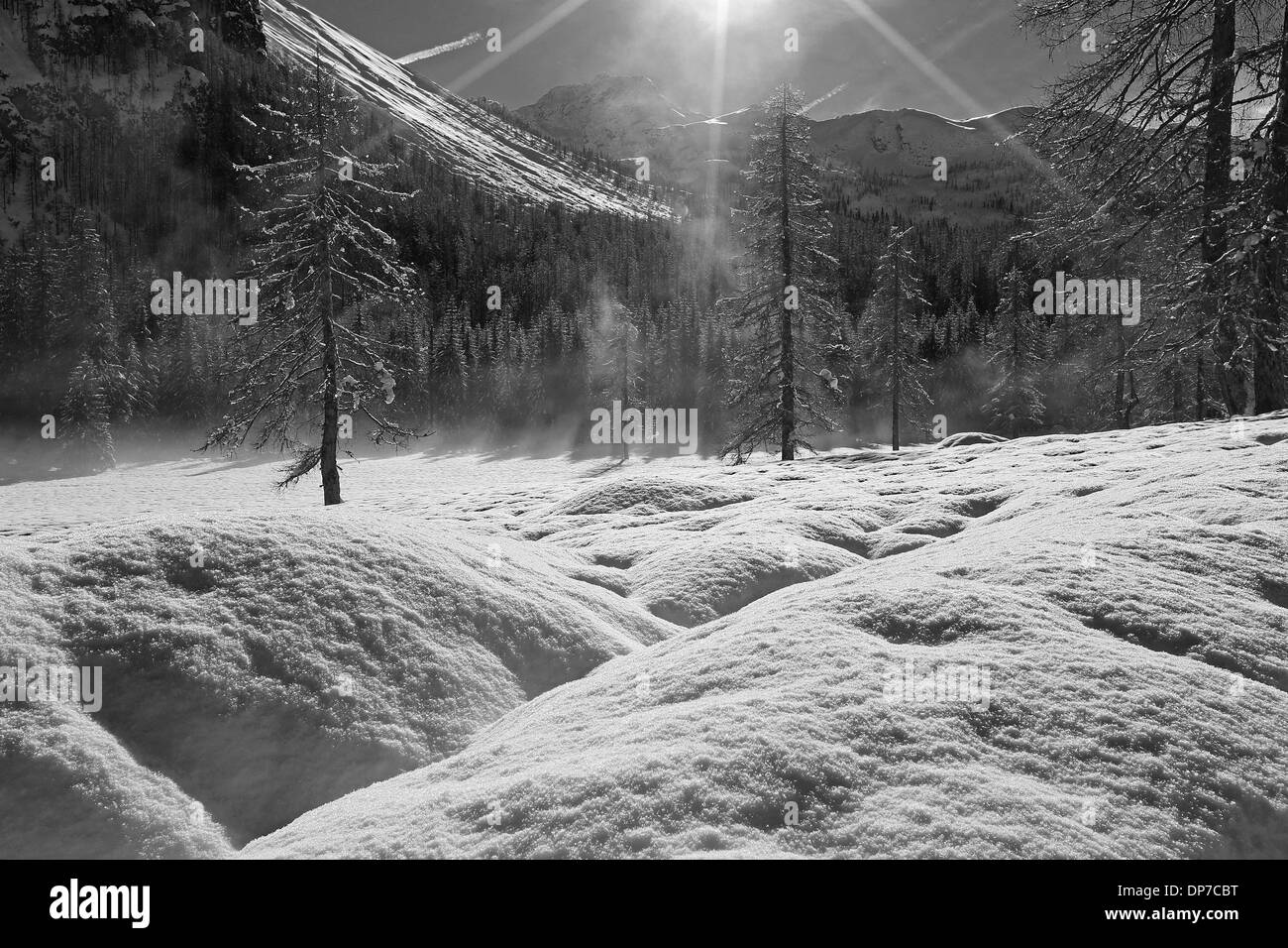 Val Pramper valle montana, stagione invernale, luce solare su larici (Larix decidua). Le Dolomiti della Val di Zoldo. Veneto. Alpi Italiane. Foto Stock
