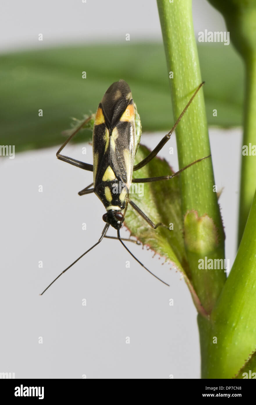 Mirid bug, Grypocoris stysi, adulti Foto Stock