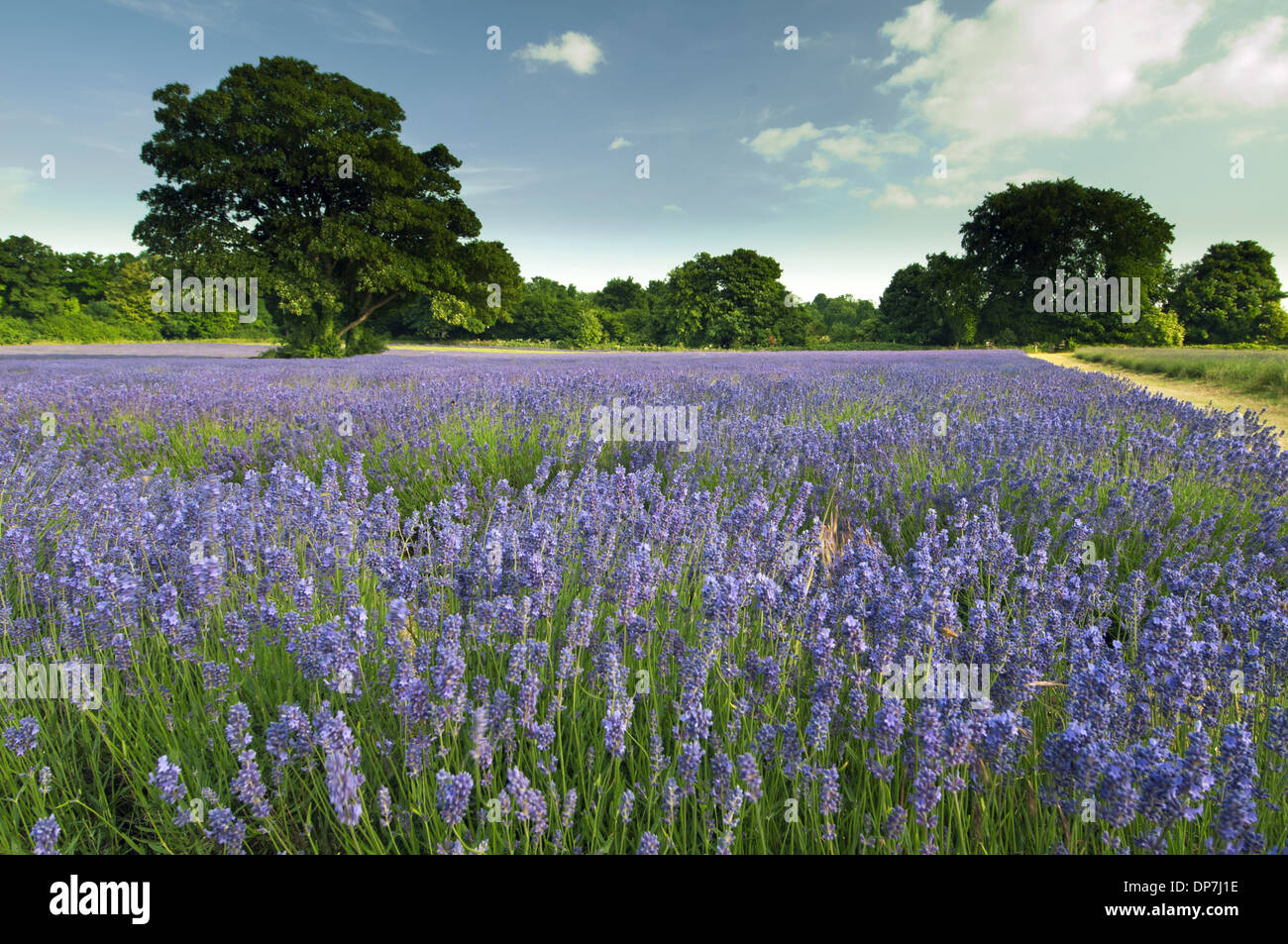 Lavanda (Lavandula sp.) raccolto, fioritura in campo, Inghilterra, Luglio Foto Stock