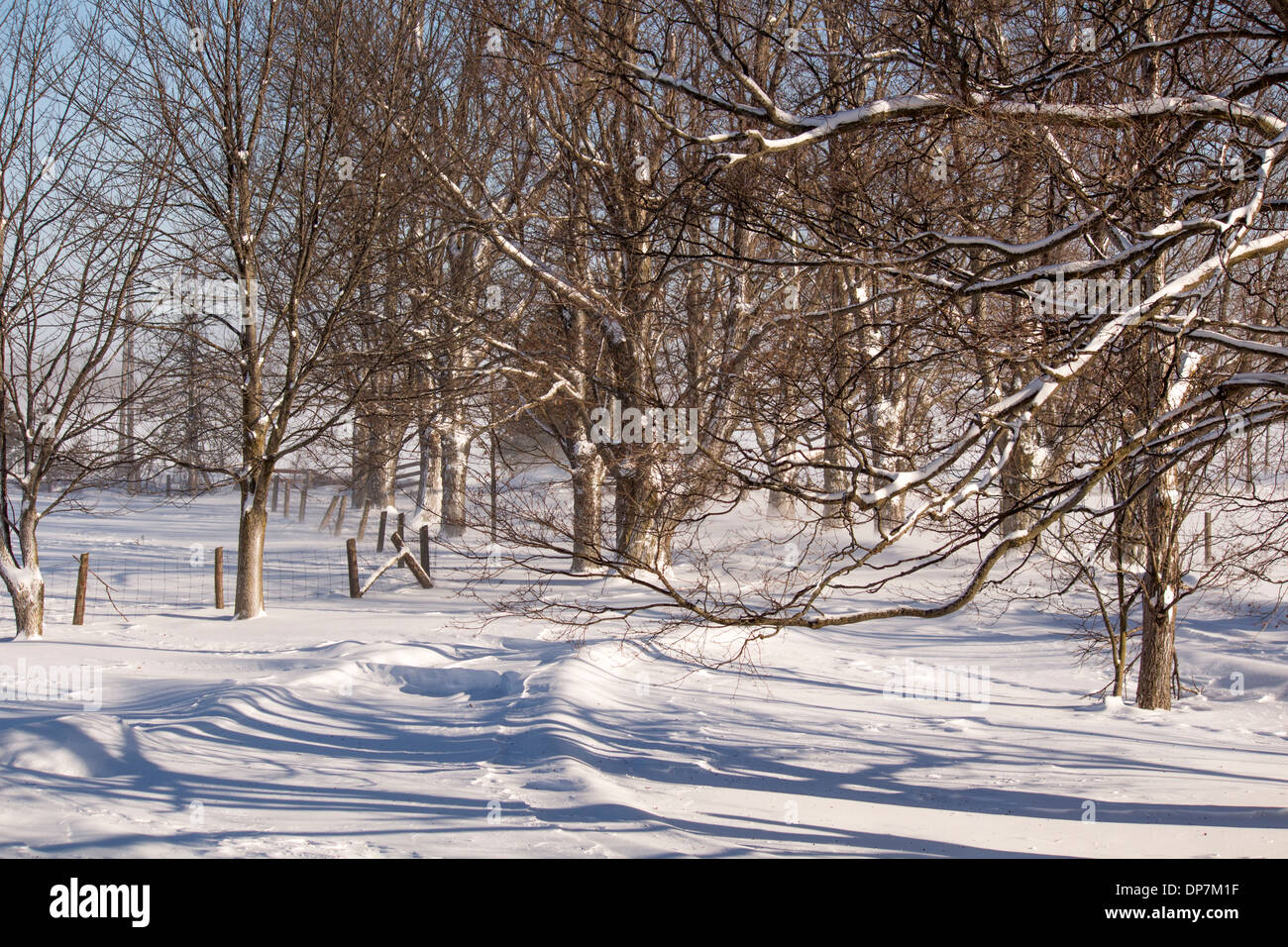 Coperta di neve alberato viale di fattoria Foto Stock