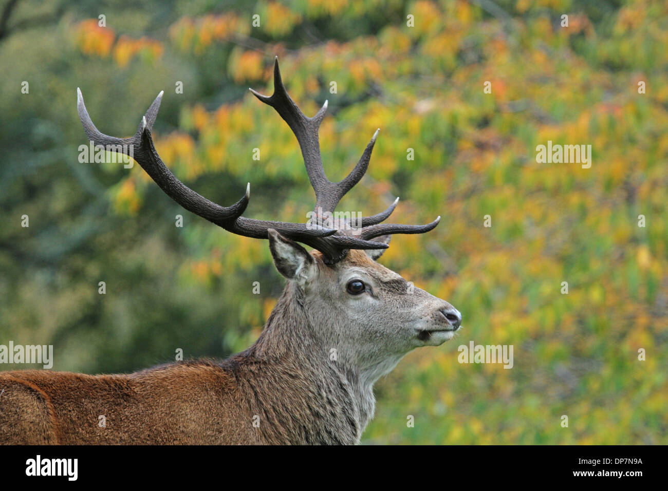 Il cervo (Cervus elaphus) 'Royal' stag close-up di testa Alladale Station Wagon Glen Alladale Sutherland Highlands della Scozia Ottobre Foto Stock