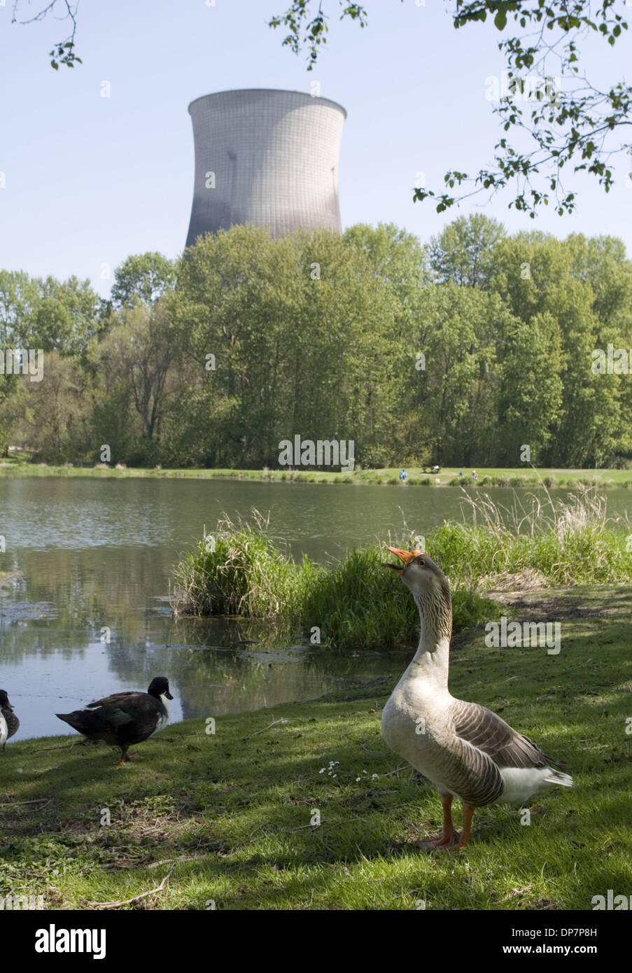 Nov 22, 2006; Rainier, O STATI UNITI D'AMERICA; oche alimentare nei pressi di un lago in ombra della torre di raffreddamento a Troia smantellata centrale nucleare. La torre di raffreddamento è implosa " nel maggio 2006. Credito: Foto di Richard Clemente/ZUMA premere. (©) Copyright 2006 da Richard Clemente Foto Stock