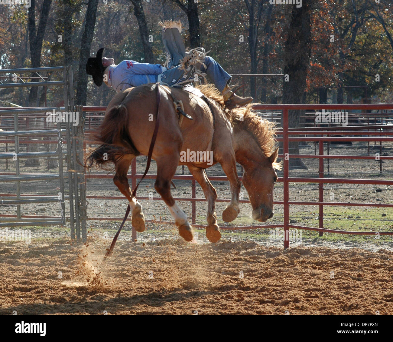 Nov 27, 2006; Malakoff, TX, Stati Uniti d'America; Royce Ford, uno dei mondi top quattro bareback riders, e si diresse al National Finals Rodeo a Las Vegas la prossima settimana si ottiene il completo trattamento cowboy da una PRCA bronc ha spronato per otto secondi al rodeo scuola presso un ranch. Gli studenti provengono da Australia, Canada, California e dagli stati vicini alla zona del Texas dove il la maggior parte delle giornate mondiali Foto Stock