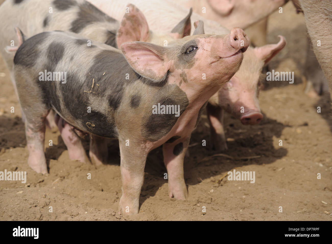 Suini domestici, Pietrain incroci, maialini, stando in piedi in campo commerciale unità freerange, Suffolk, Inghilterra, Aprile Foto Stock