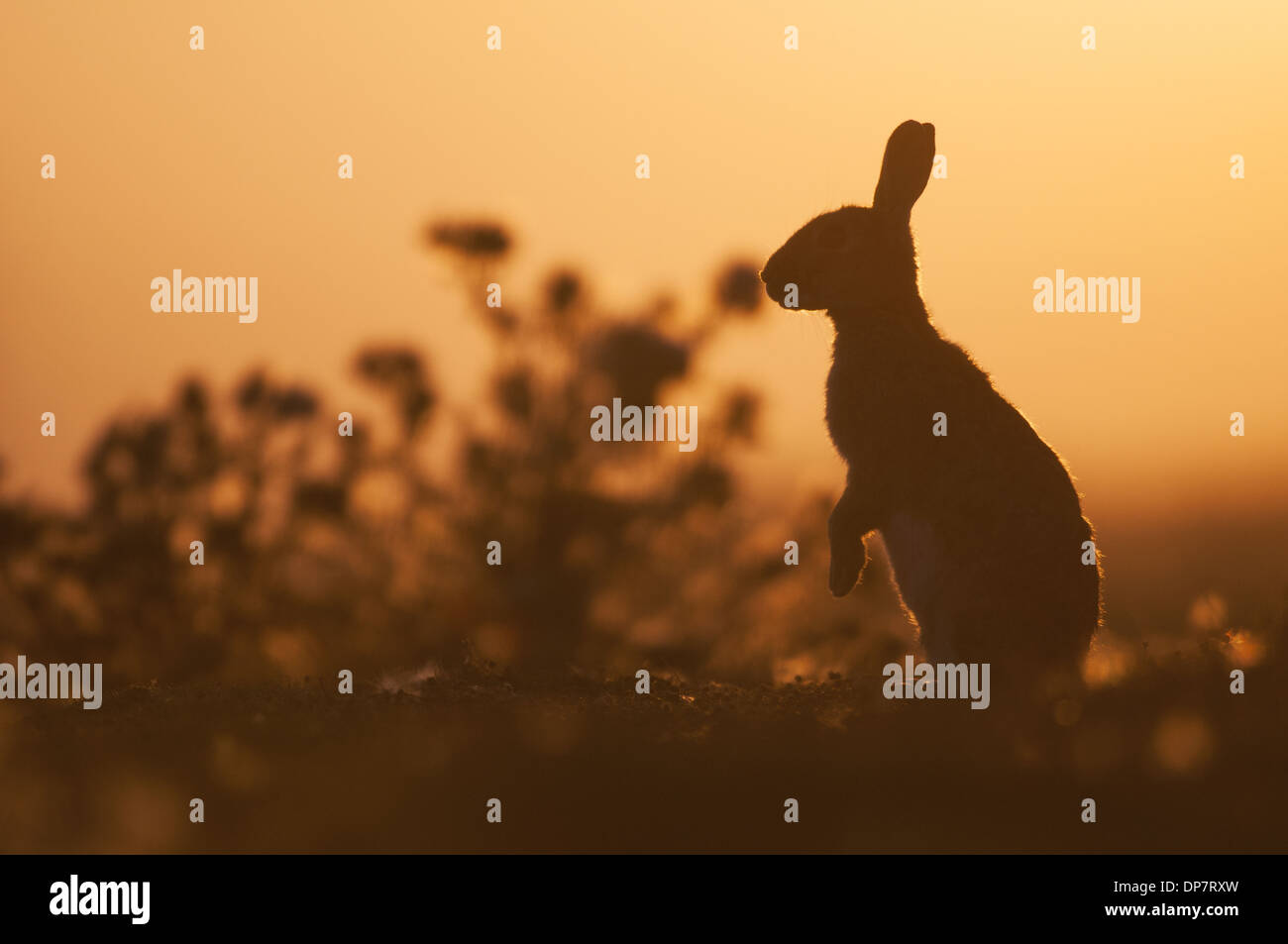 Coniglio europeo (oryctolagus cuniculus) adulto in piedi sulle zampe posteriori stagliano al tramonto Isle of Sheppey Kent England Luglio Foto Stock