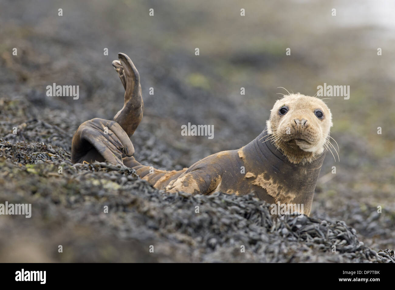 Guarnizione grigio (Halichoerus grypus) adulto, moulting cappotto appoggiato sulla coperta di alghe marine rocce, Suffolk, Inghilterra, Giugno Foto Stock