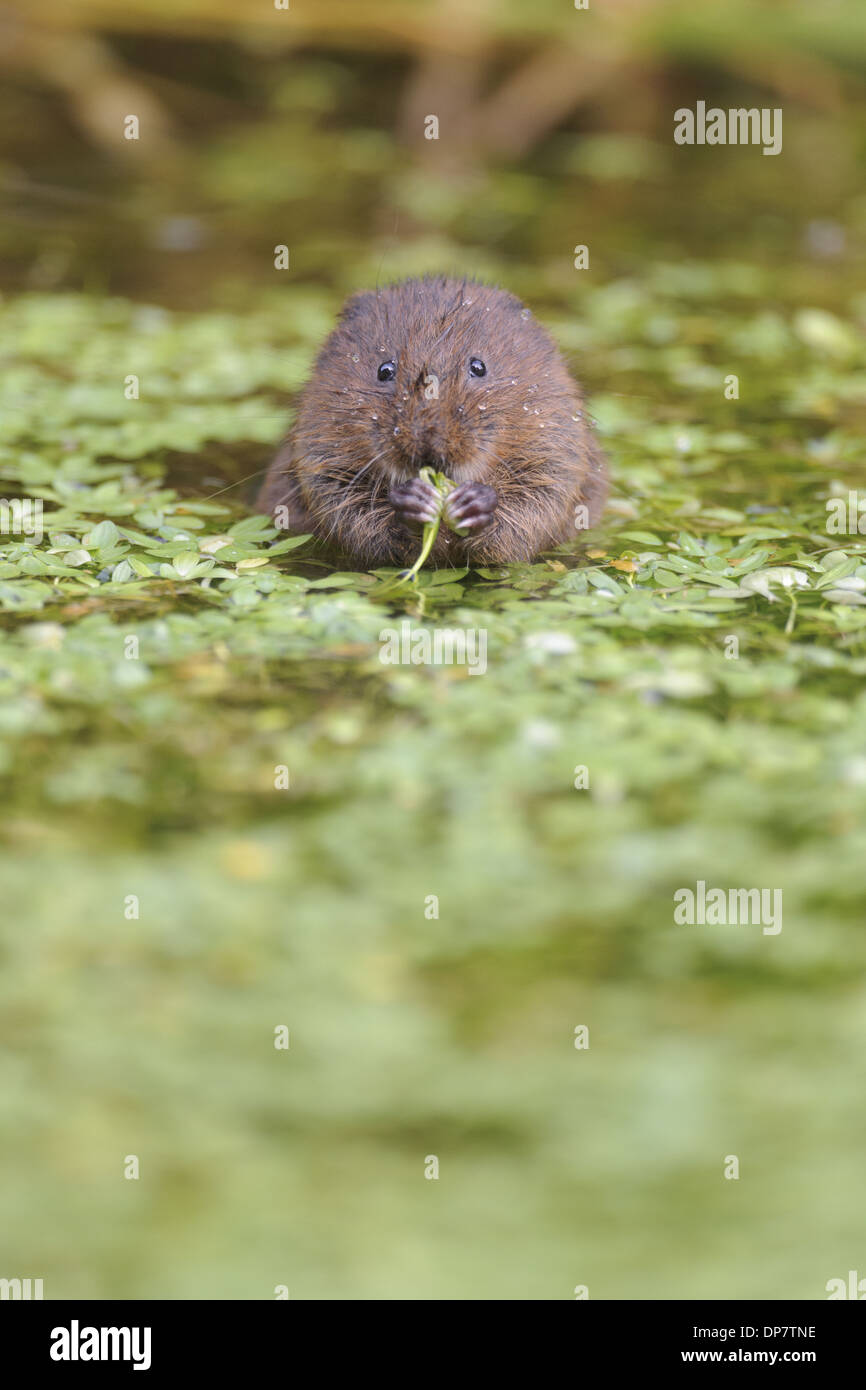 Acqua Vole (Arvicola terrestris) adulto, alimentazione su waterweed in corrispondenza di una superficie di acqua, Cromford Canal, Derbyshire, Inghilterra, Agosto Foto Stock