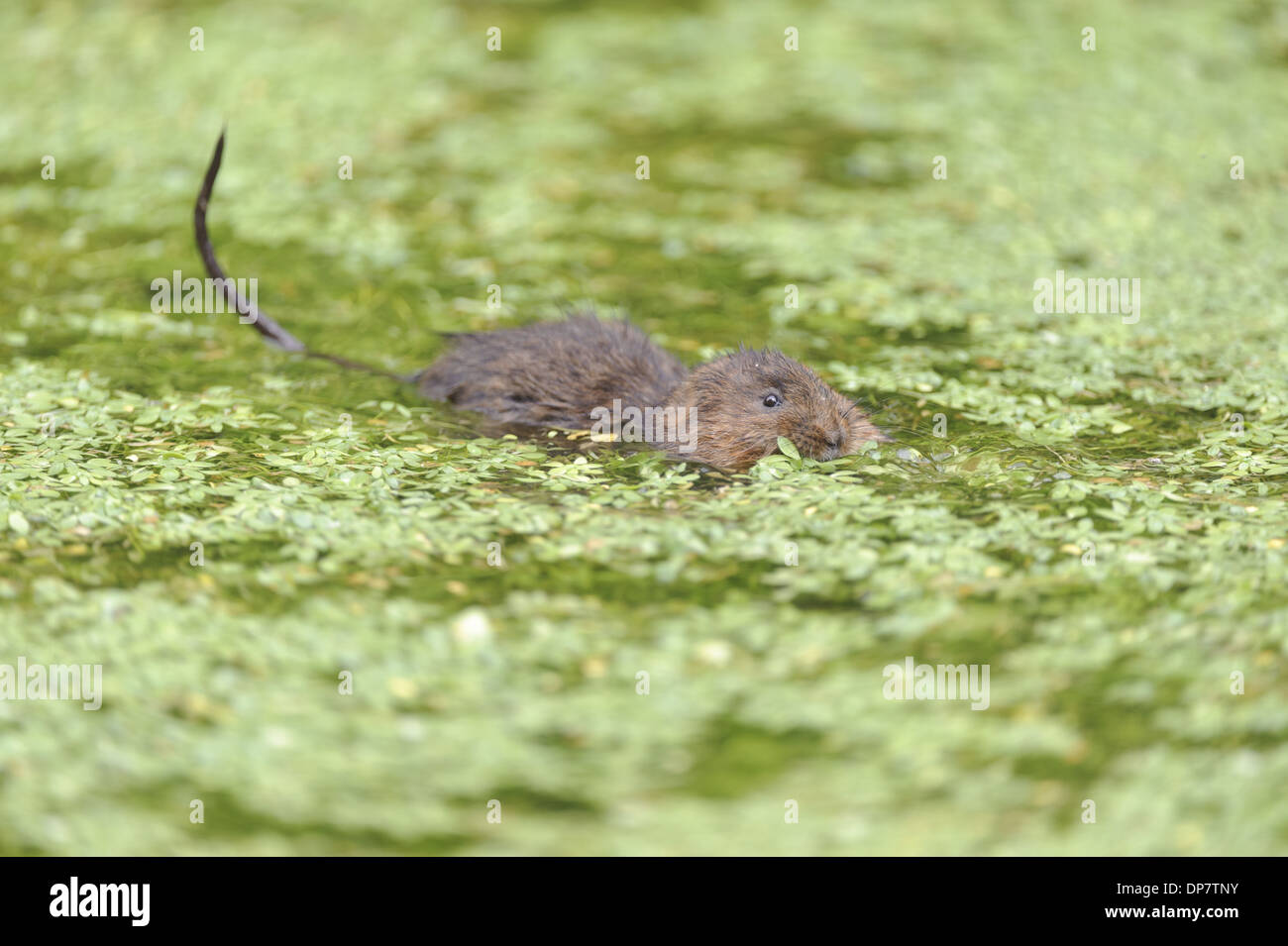 Acqua Vole (Arvicola terrestris) adulto, alimentazione su waterweed in corrispondenza di una superficie di acqua, Cromford Canal, Derbyshire, Inghilterra, Agosto Foto Stock