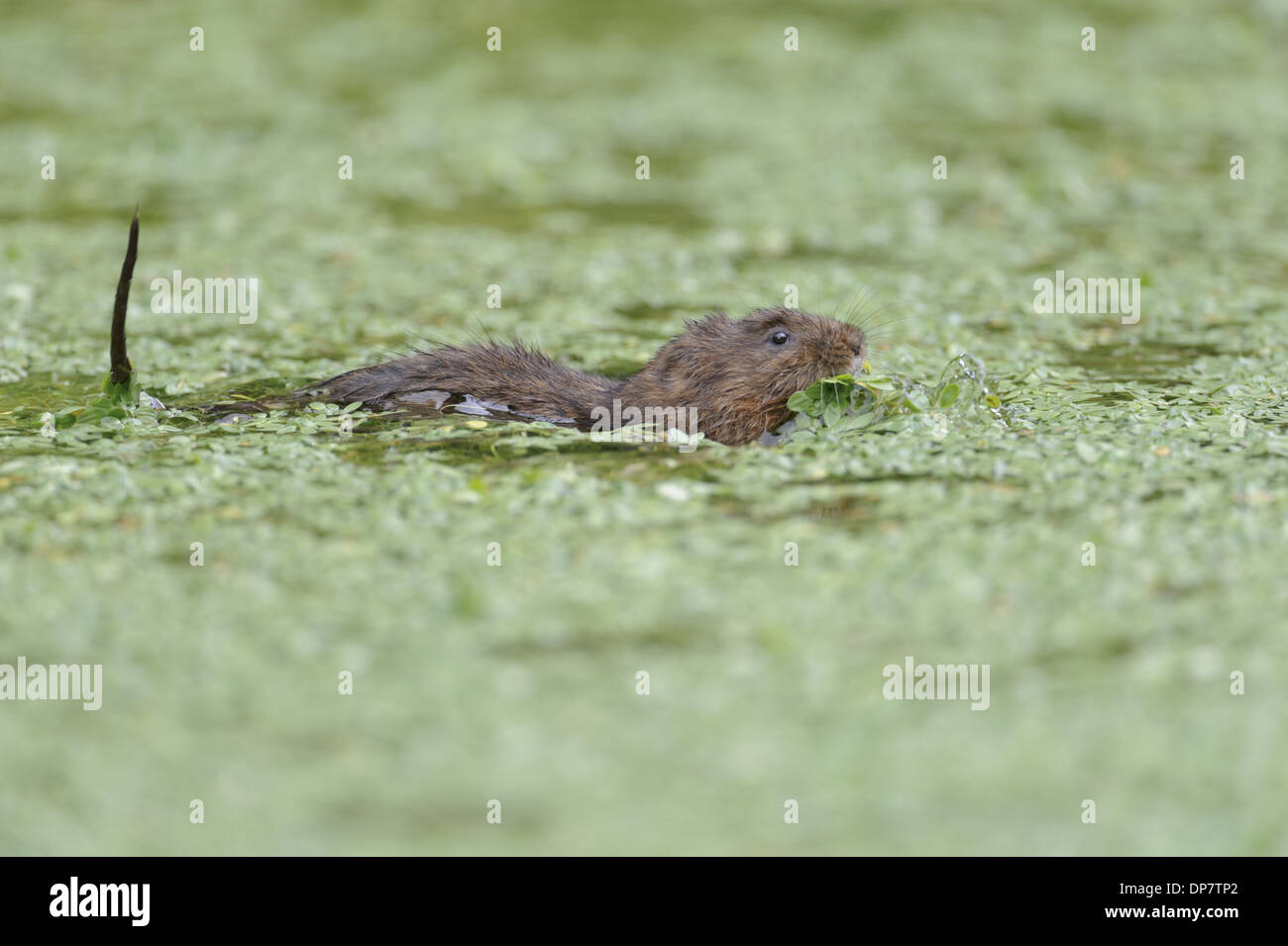 Acqua Vole (Arvicola terrestris) adulto, alimentazione su waterweed in corrispondenza di una superficie di acqua, Cromford Canal, Derbyshire, Inghilterra, Agosto Foto Stock