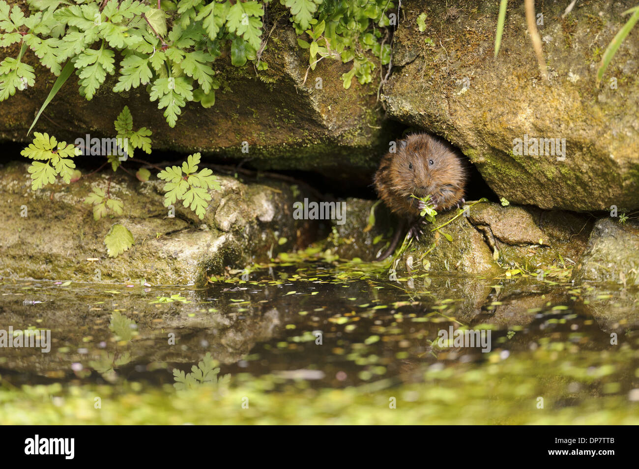 Acqua Vole (Arvicola terrestris) adulto alimentazione su waterweed al burrow ingresso tra rocce sul canal bank Cromford Canal Foto Stock