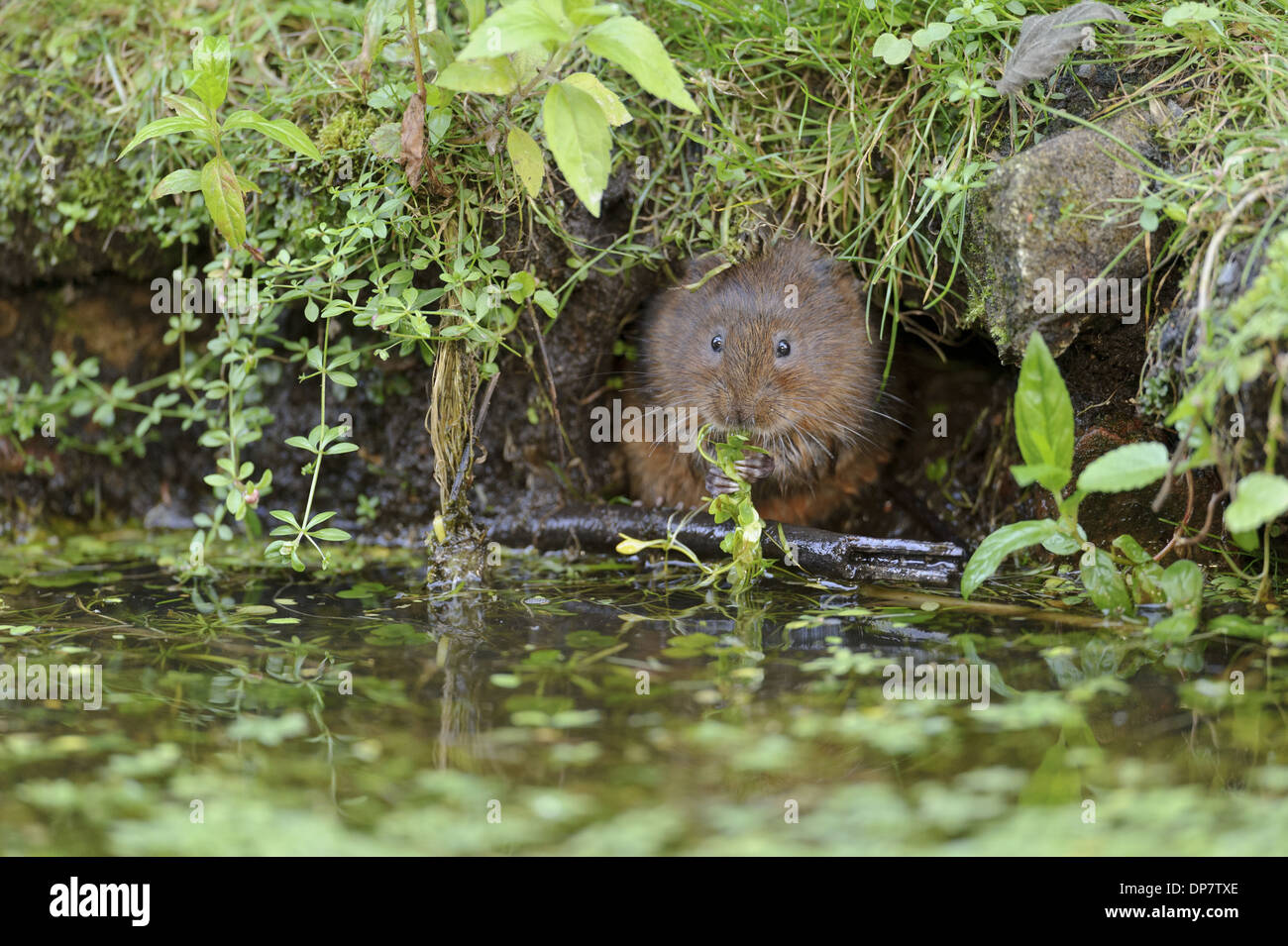 Acqua Vole (Arvicola terrestris) adulto alimentazione su waterweed al burrow ingresso sul canal bank Cromford Canal Derbyshire Inghilterra Foto Stock