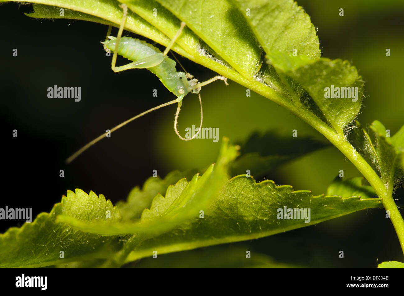 Oak Bush-cricket (Meconema thalassinum) ninfa di antenne di pulizia che si nasconde sotto foglie di rose nel Giardino Belvedere Bexley Kent England Foto Stock