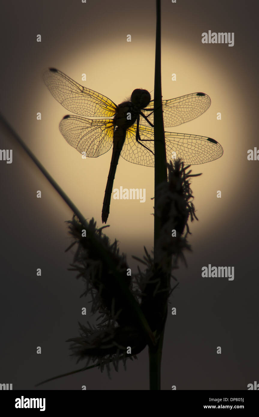 Common Darter (Sympetrum striolatum) adulto cliniging al Sea Club-rush (Bolboschoenus maritimus) profilarsi all'alba Elmley Foto Stock