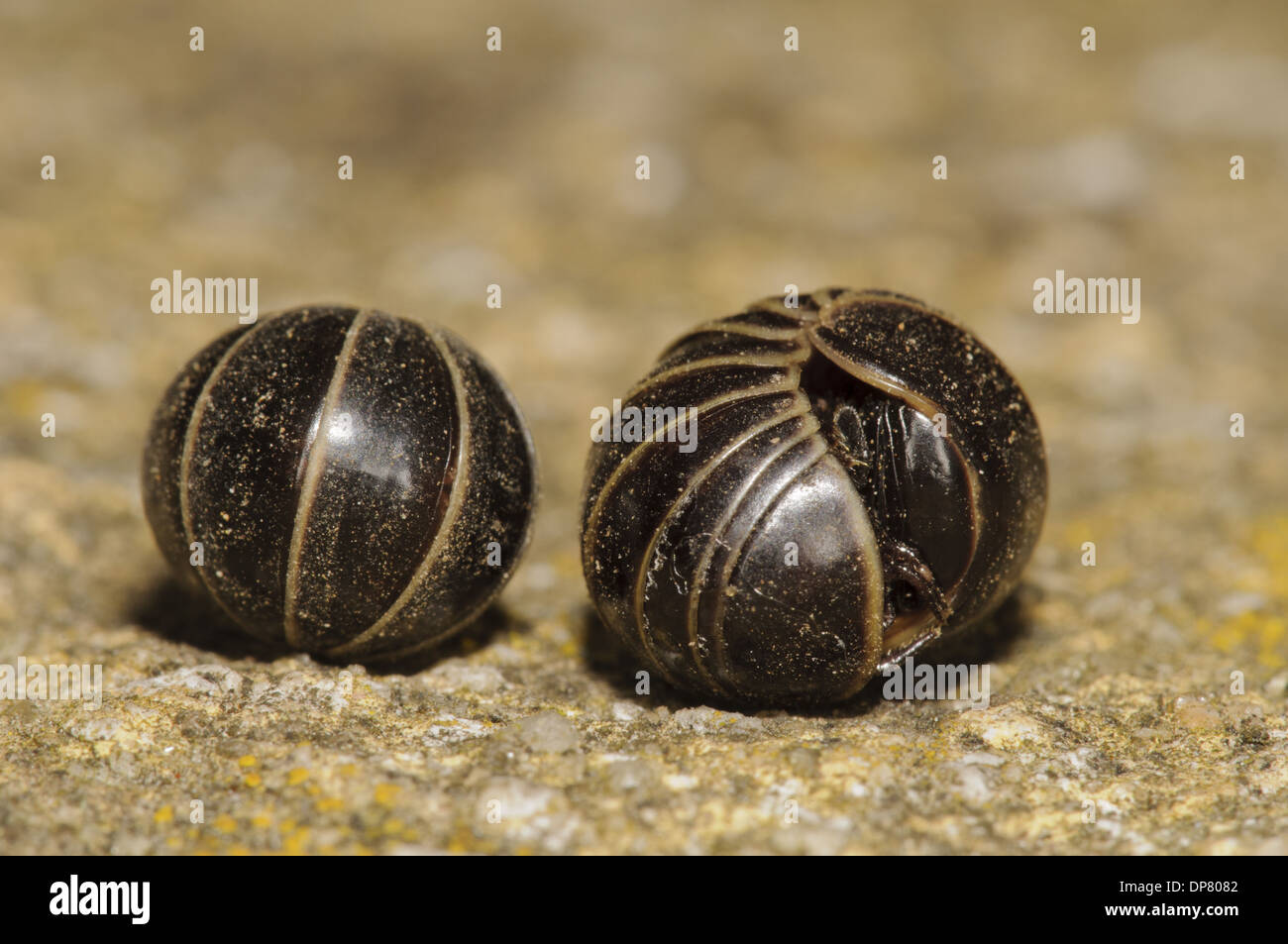 Pillola comune millepiedi (Glomeris marginata) due adulti arrotolato in difensiva sfere con uno appena cominciato ad aprirsi in giardino Foto Stock