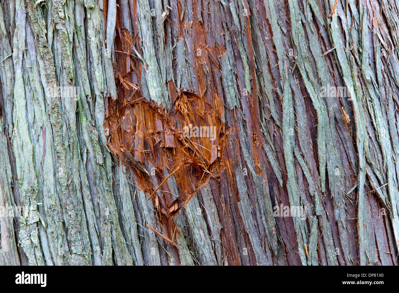 Cuore in una struttura ad albero. Foto Stock