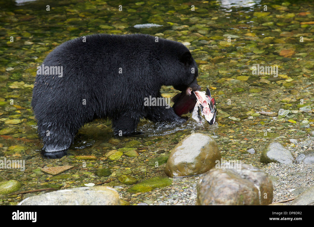 Black Bear (Ursus americanus) mangiare salmone, Thornton Fish Hatchery, Ucluelet, British Columbia, Canada Foto Stock