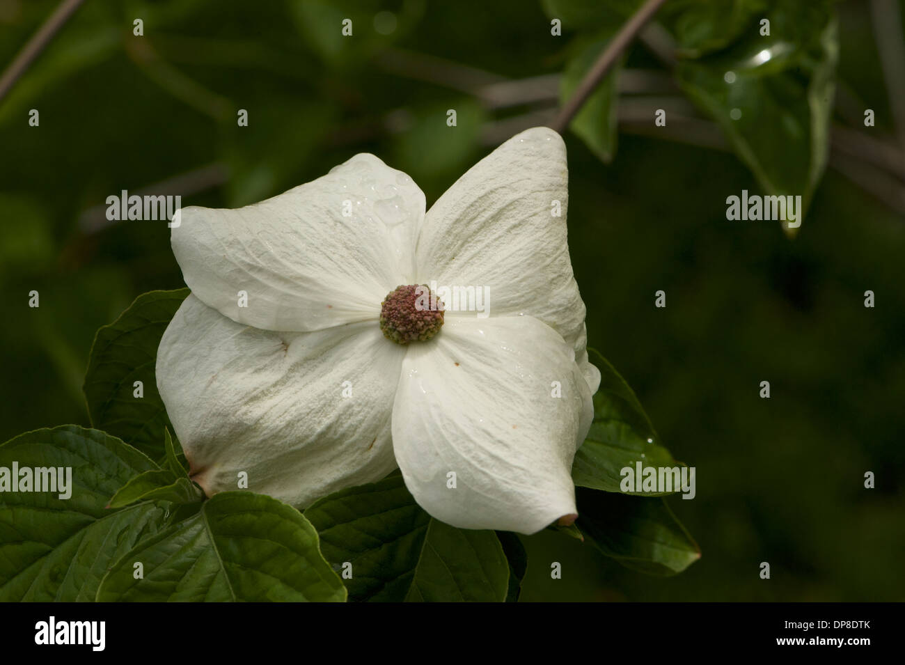 Dogwood flower (Cornus nuttallii), Gabriola , British Columbia, Canada Foto Stock