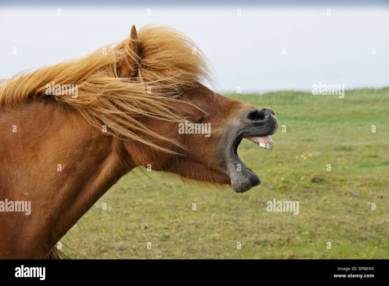 Cavallo islandese sbadigli (o ridere), Islanda Foto Stock