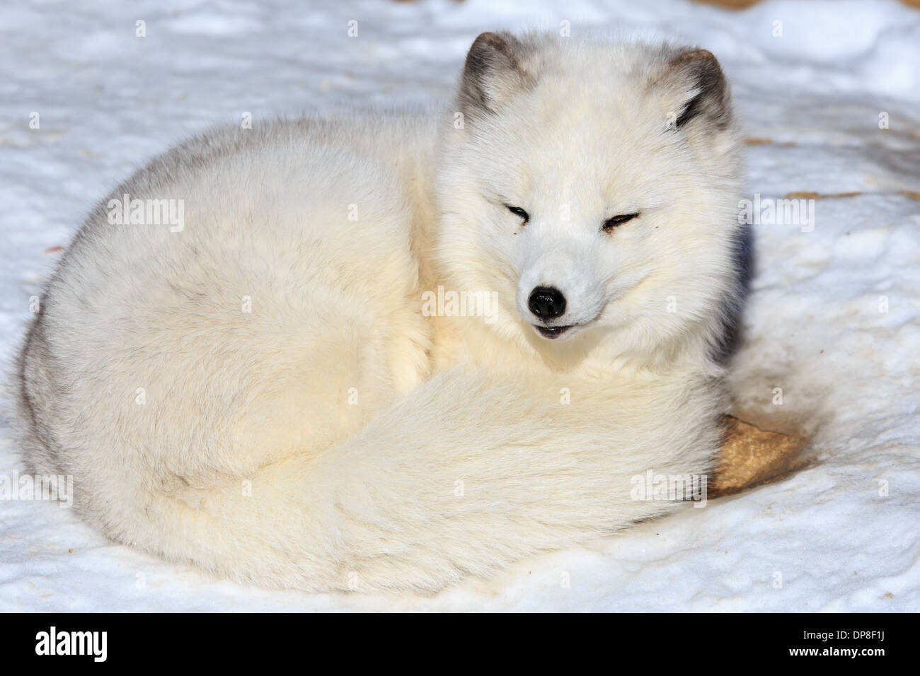 La volpe artica (Alopex lagopus), chiamato anche il white fox, neve fox, o volpe polare è una specie nativa per regioni artiche Foto Stock