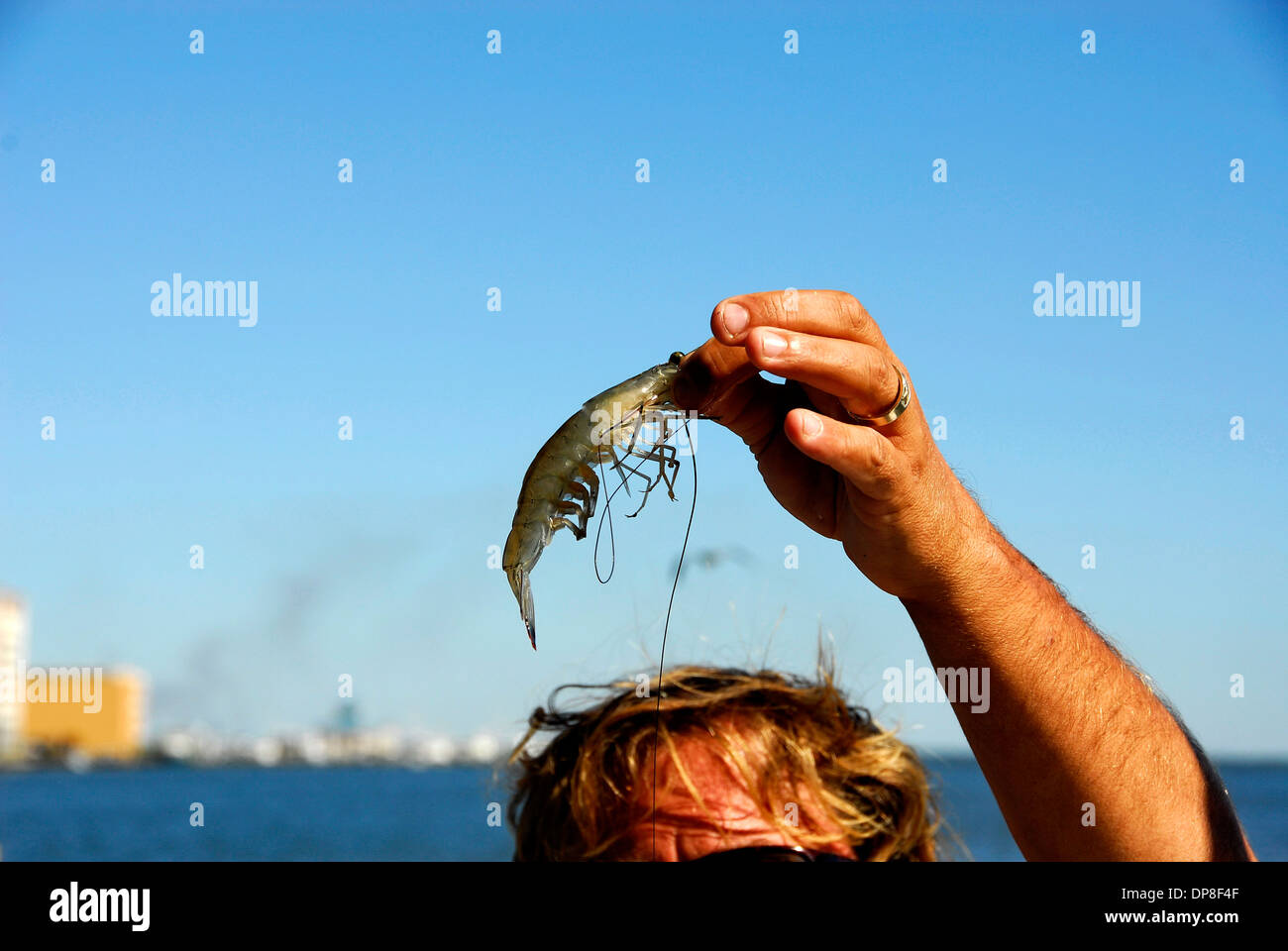 White gamberetti catturati su Biloxi Tour di gamberetti in Biloxi Mississippi Foto Stock