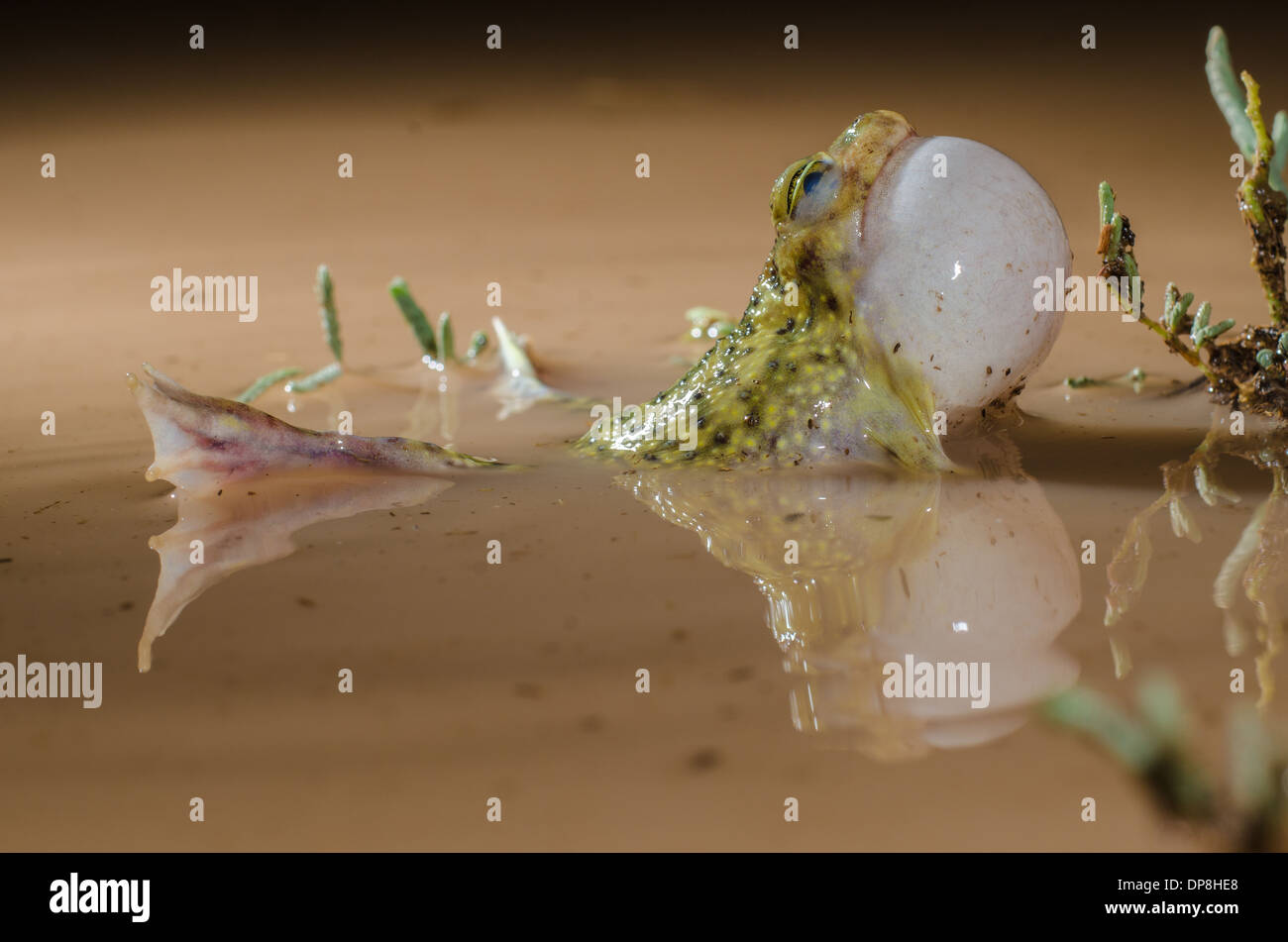 Chiamando lettino maschio Spadefoot Toad, (Scaphiopus couchii), Socorro Co., New Mexico, negli Stati Uniti. Foto Stock