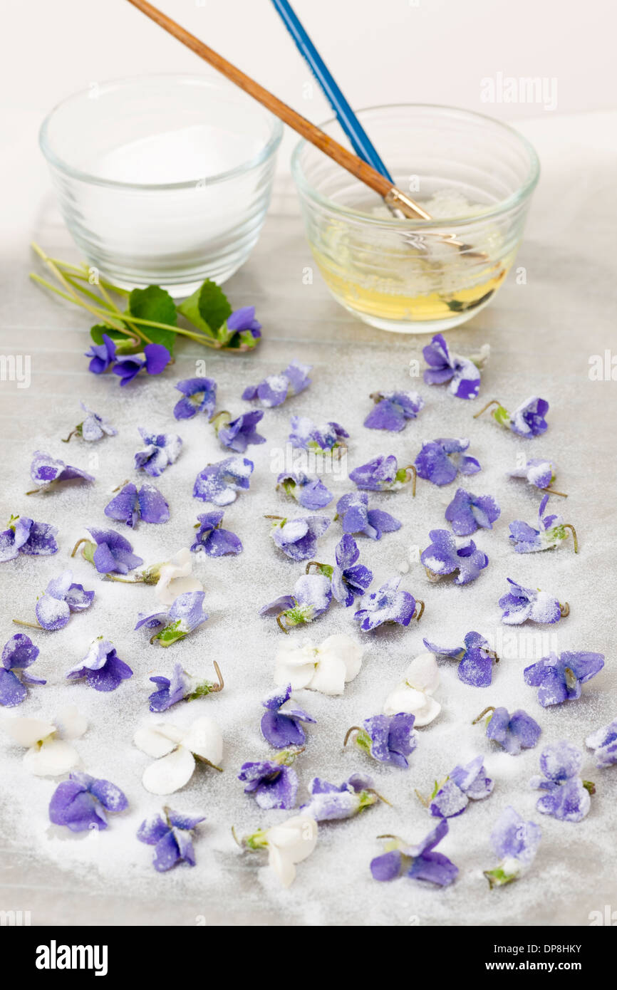 Rendendo i canditi di fiori viola con gli albumi e lo zucchero Foto Stock