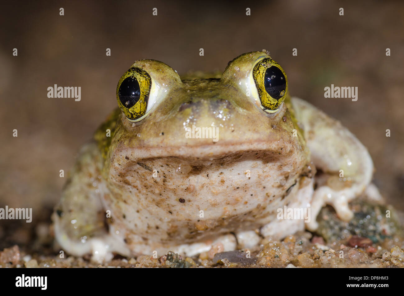 Il lettino Spadefoot Toad, (Scaphiopus couchii), Socorro Co., New Mexico, negli Stati Uniti. Foto Stock