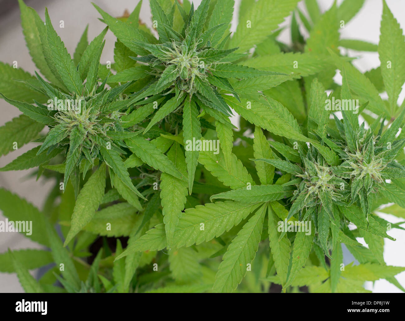 Marijuana Foto Stock