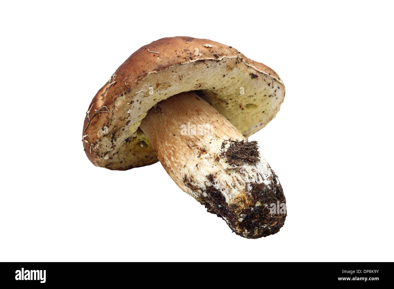 Isolato fresco funghi porcino ( Boletus edulis ) fungo Foto Stock