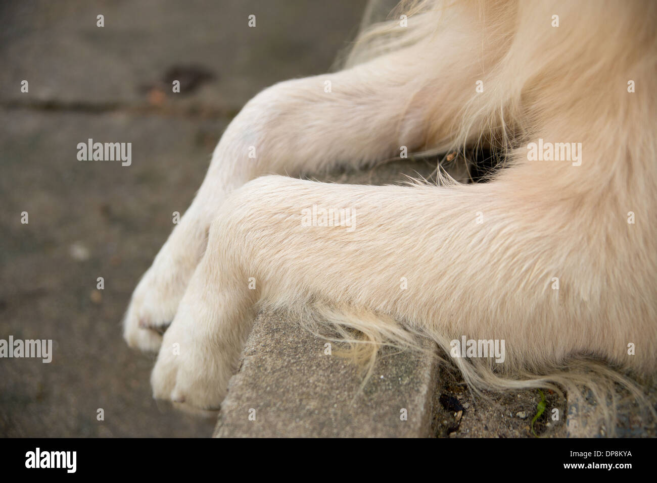 Il golden retriever gambe, cane gambe e zampe in appoggio su pavimento Foto Stock