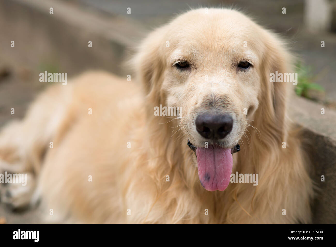 Un simpatico ritratto di cane, golden retriever con la lingua fuori Foto Stock