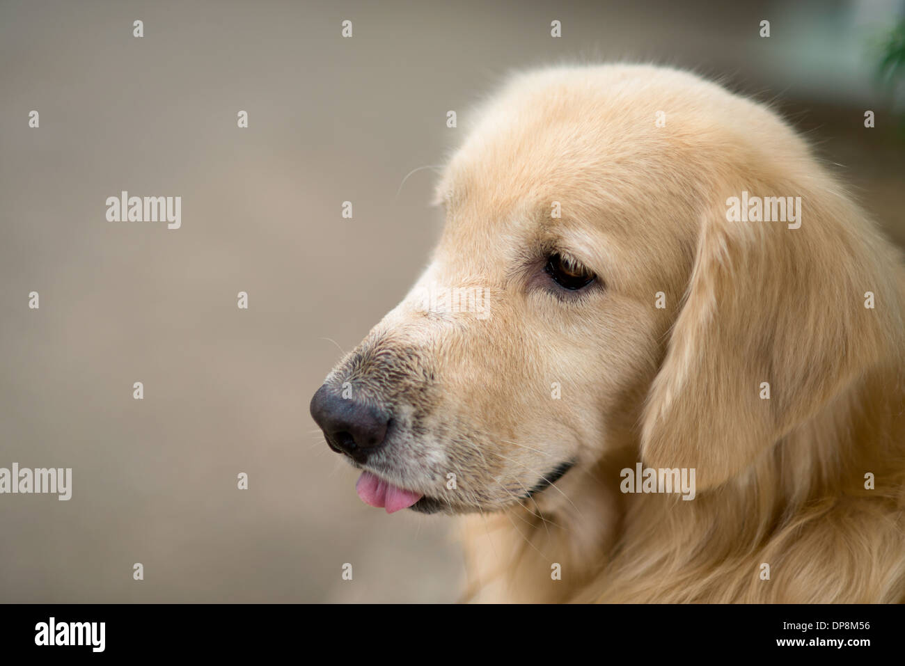 Un simpatico cane, golden retriever, vista laterale profilo, il suo incollaggio con la lingua fuori Foto Stock