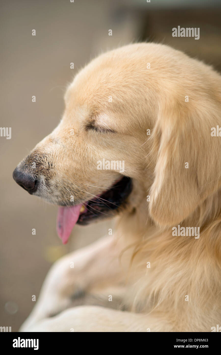 Un cane di taglia, golden retriever, profilo veduta laterale con gli occhi chiusi, il suo incollaggio con la lingua fuori Foto Stock