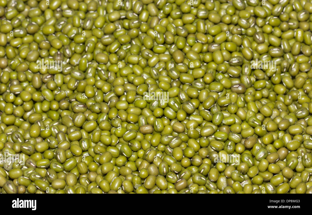 I fagioli verdi. Foto Stock