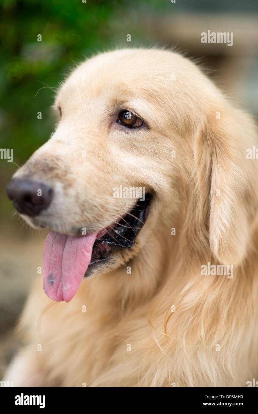 Un simpatico cane headshot, golden retriever bloccato la sua lingua fuori, guardando lontano, felice e allegro Foto Stock